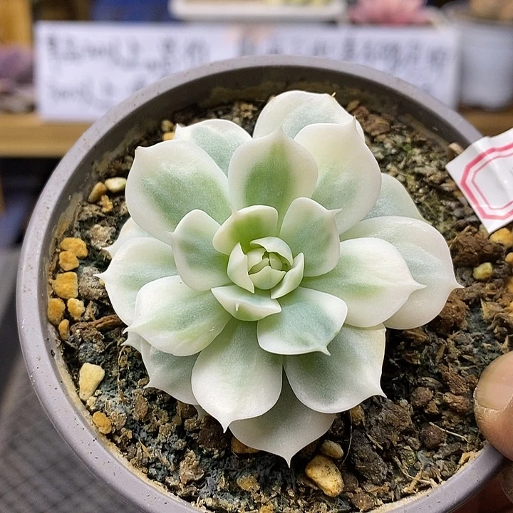 01155 雪域白覆轮锦