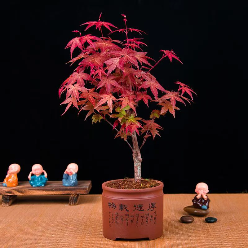 日本红枫盆景红舞姬盆栽老桩三季红枫树苗带叶子室内阳台庭院植物