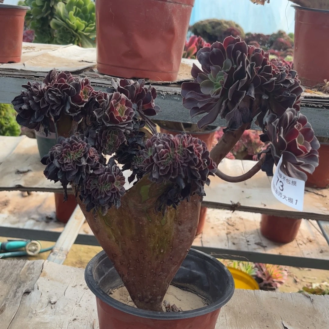 73欧紫缀化多肉植物法师