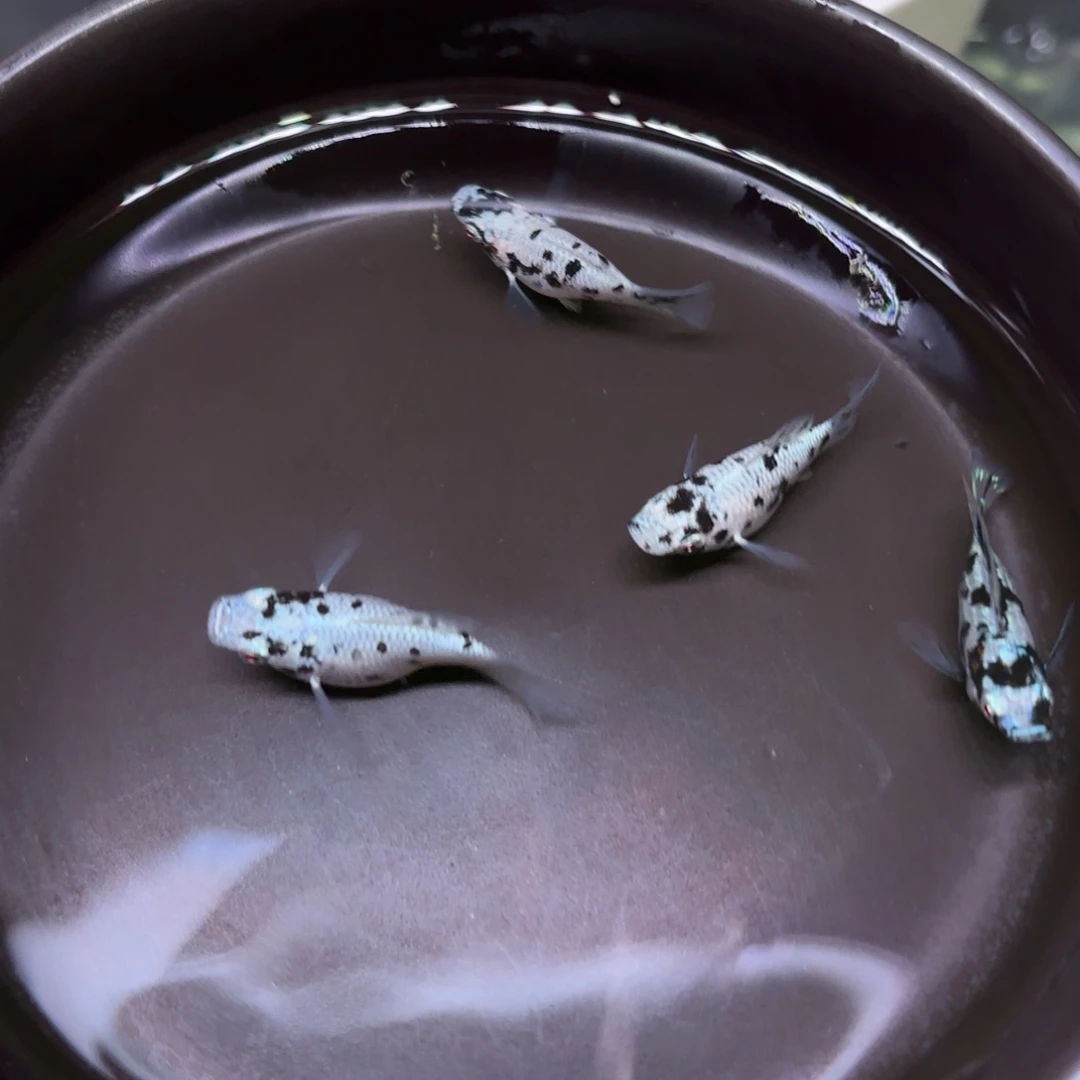 海水鱼奶牛3+1玛丽球