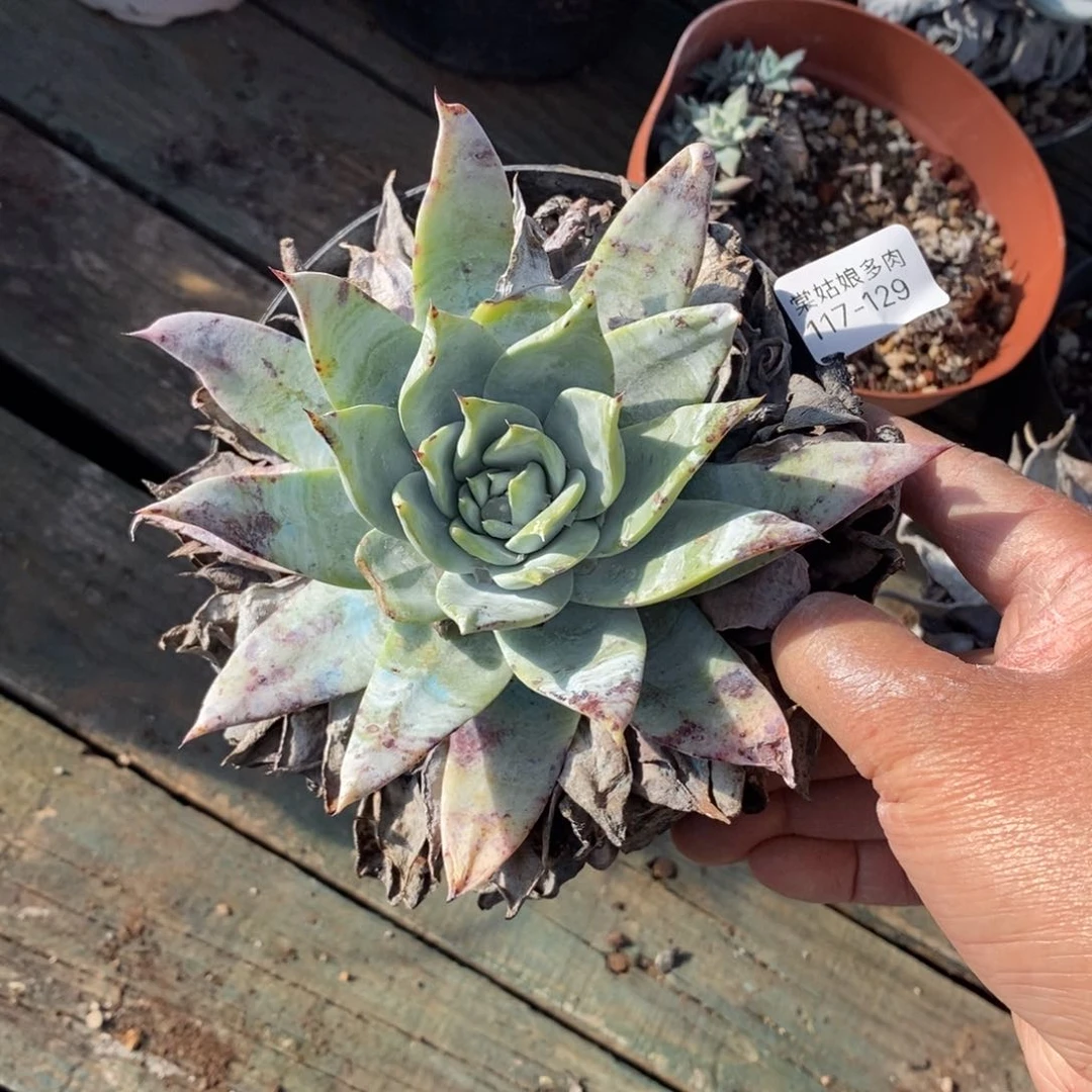 129号普西小可爱呀