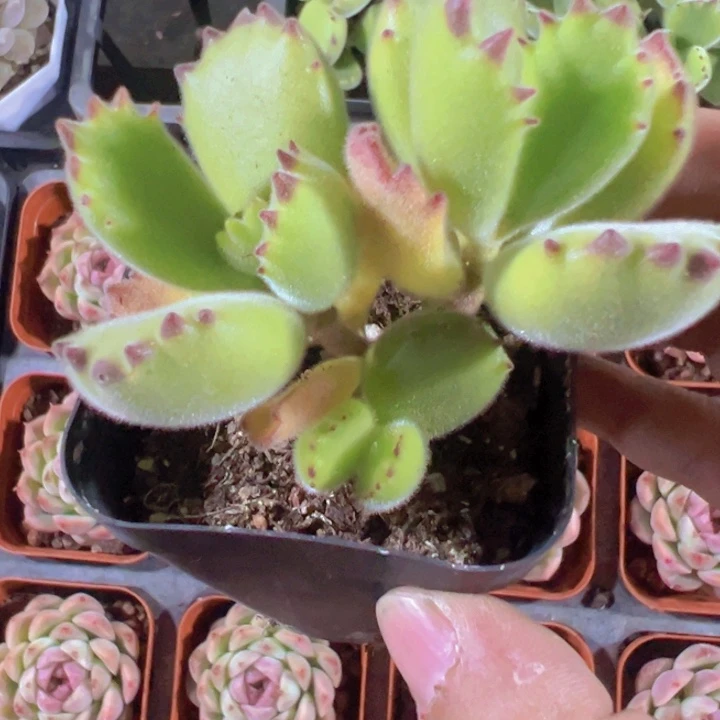 熊童子精品多肉植物大战