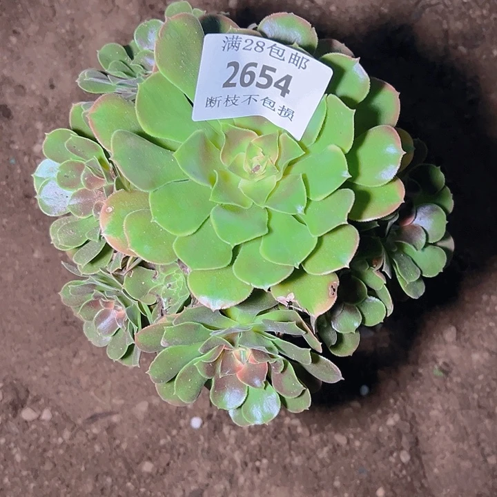 2654香妃多肉植物保护