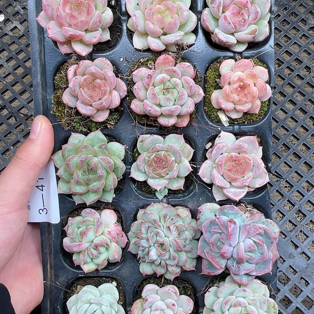 多肉一物一拍多肉3-41