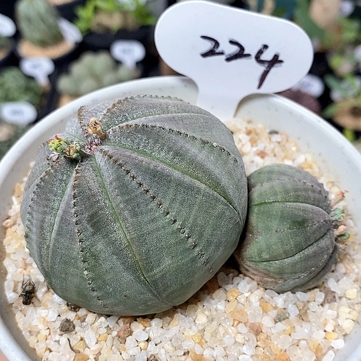 实生双头布纹球224号9cm