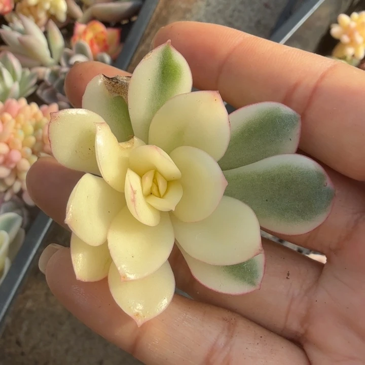 红花女王锦 无根潜力股