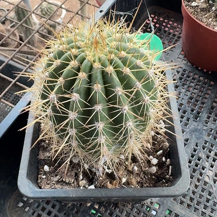 跟***虫闭月毛花柱一颗，开花美
