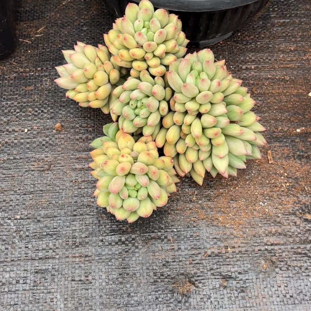 岩字群多肉植物的