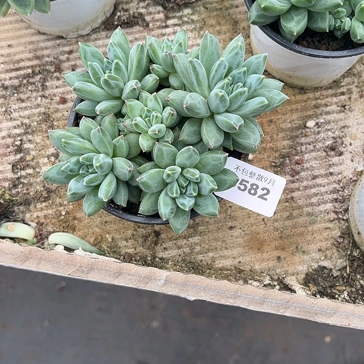 阿雅园艺。     3572幻影美人