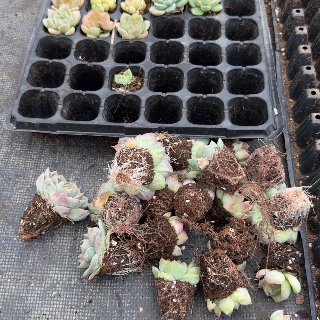 麦秆珍妮混合二十颗量拍发货24-28穴盘左七