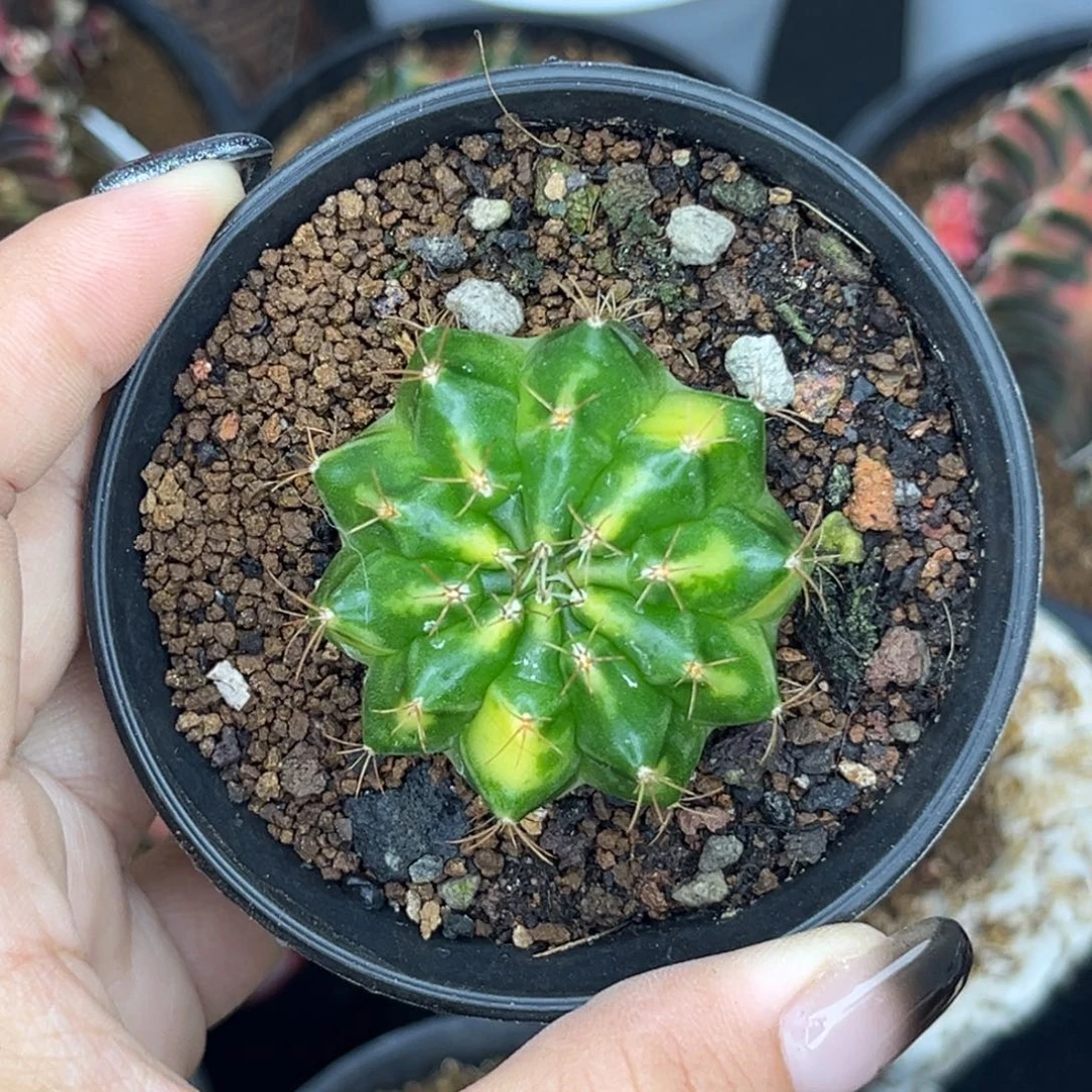 290 侧牙 特价捡漏