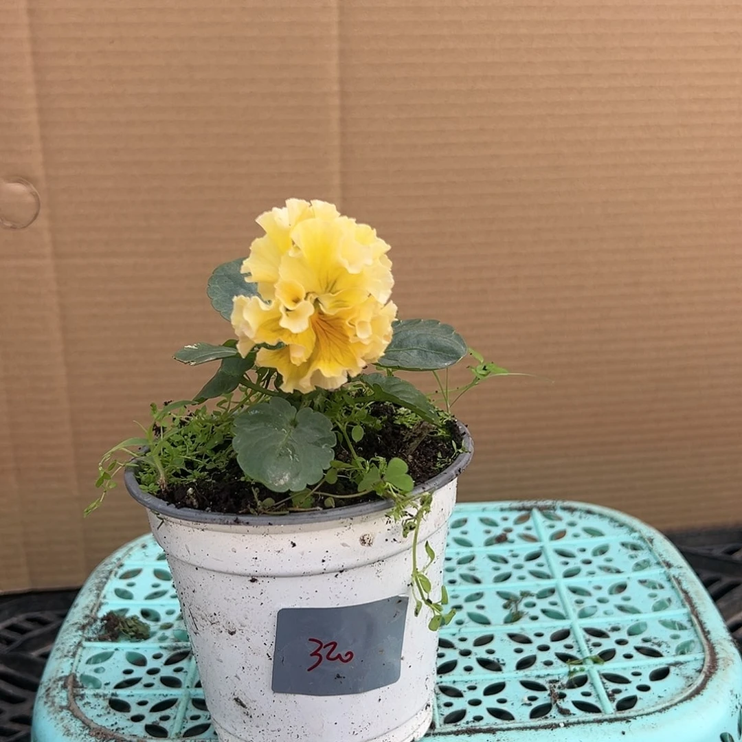 【闪购商品】完全开放320号