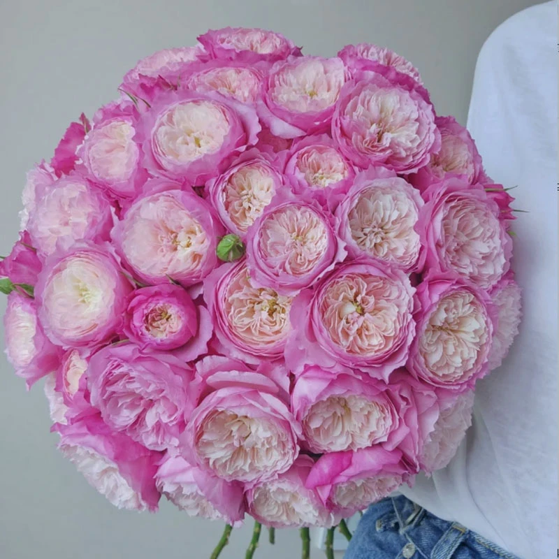 【藩篱匠人/稀有康斯坦茨】多头玫瑰办公家养鲜切花云南基地直发