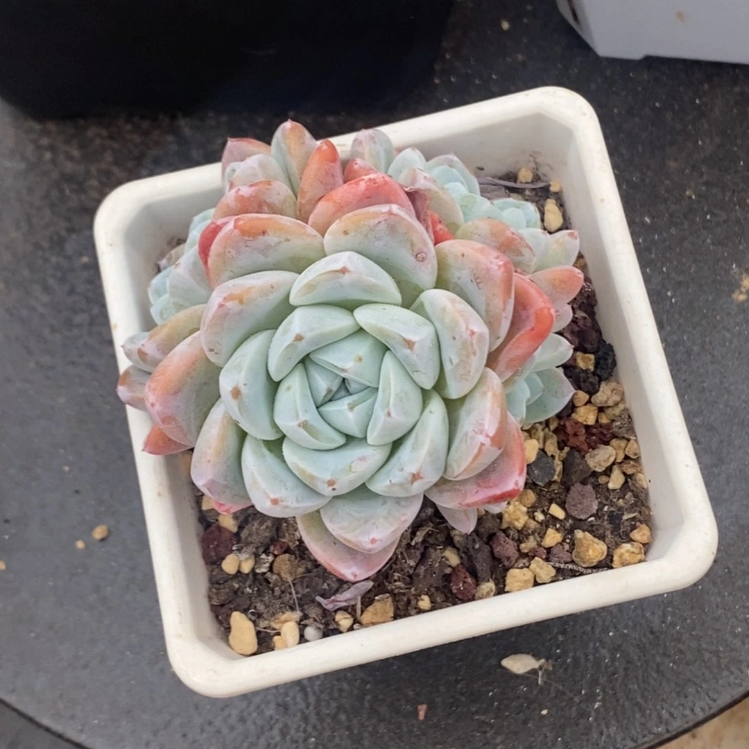 冰玉四头群生一物一拍