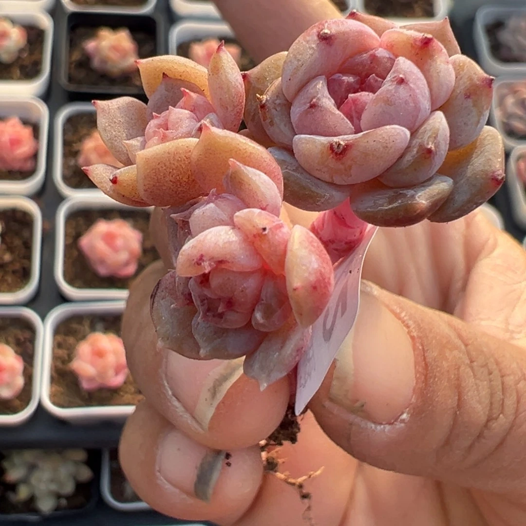 木*小卡拉米糖心一物一拍19-22