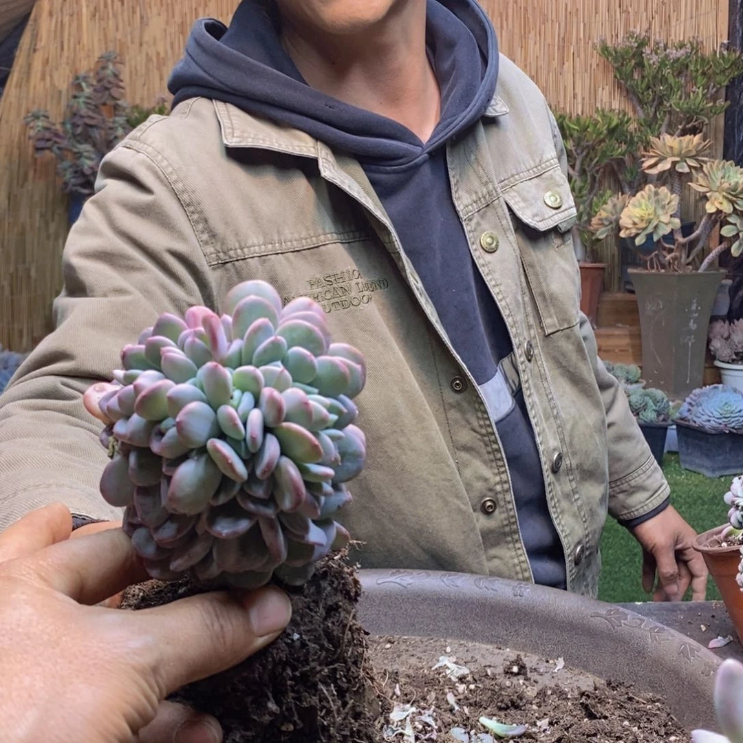 8**7D93号玛瑙缀多肉