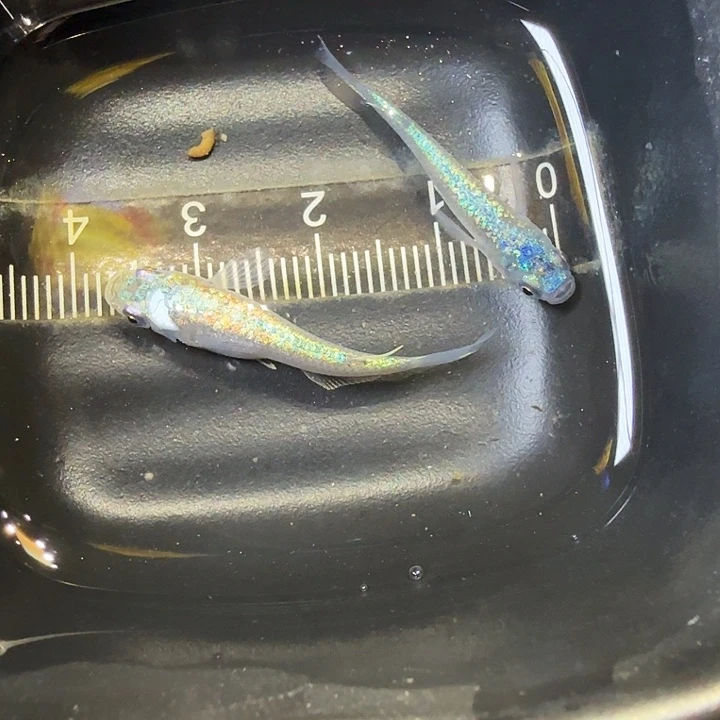 青鳉鱼73号拍品海王星