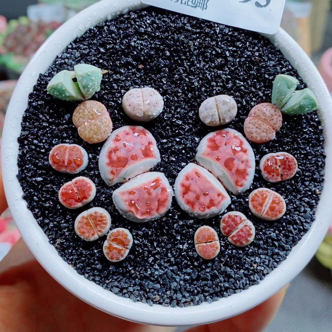 生石花花花花花花393