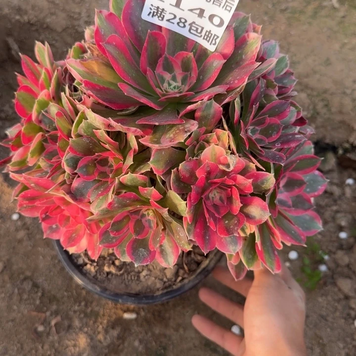 2140二号棚红体女巫A