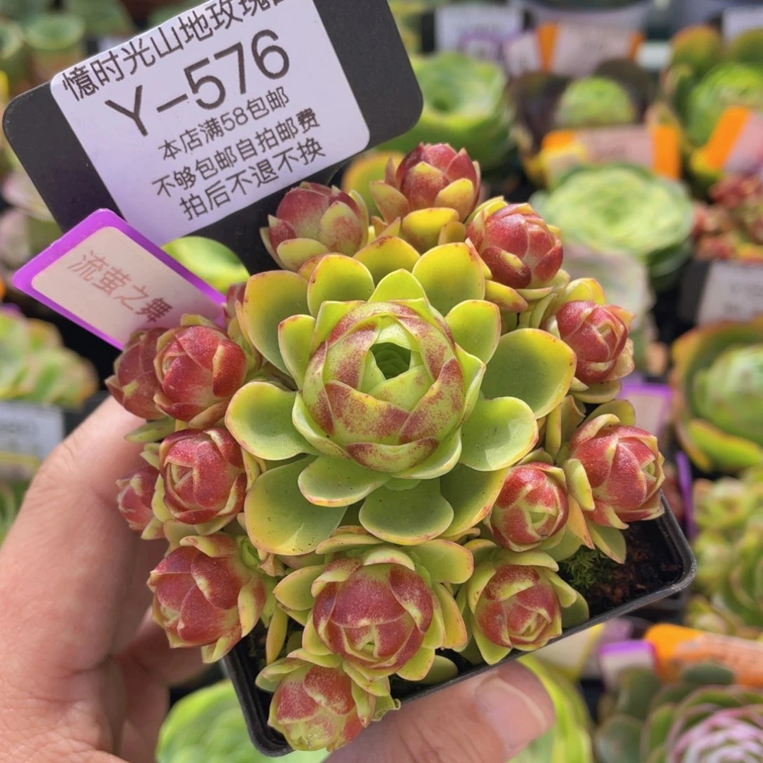 流萤之舞多肉福利576一物一拍