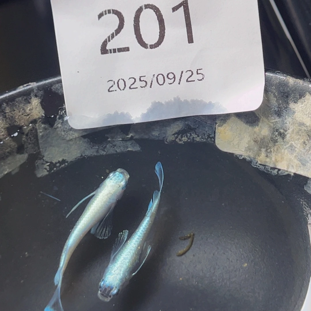 青鳉201天使之翼一对
