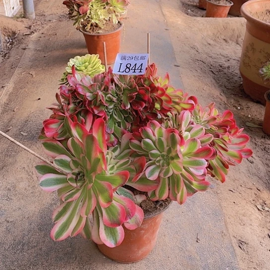 844粉女巫坠多肉植物