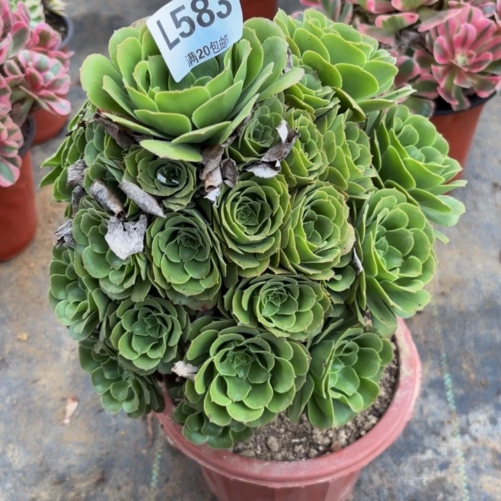瑞妈多肉植物583，，