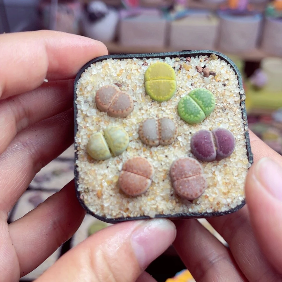 42号带盆包邮发货