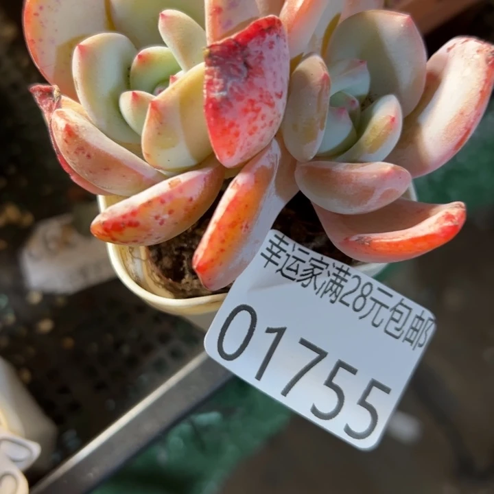 幸运儿是一位非常优秀且