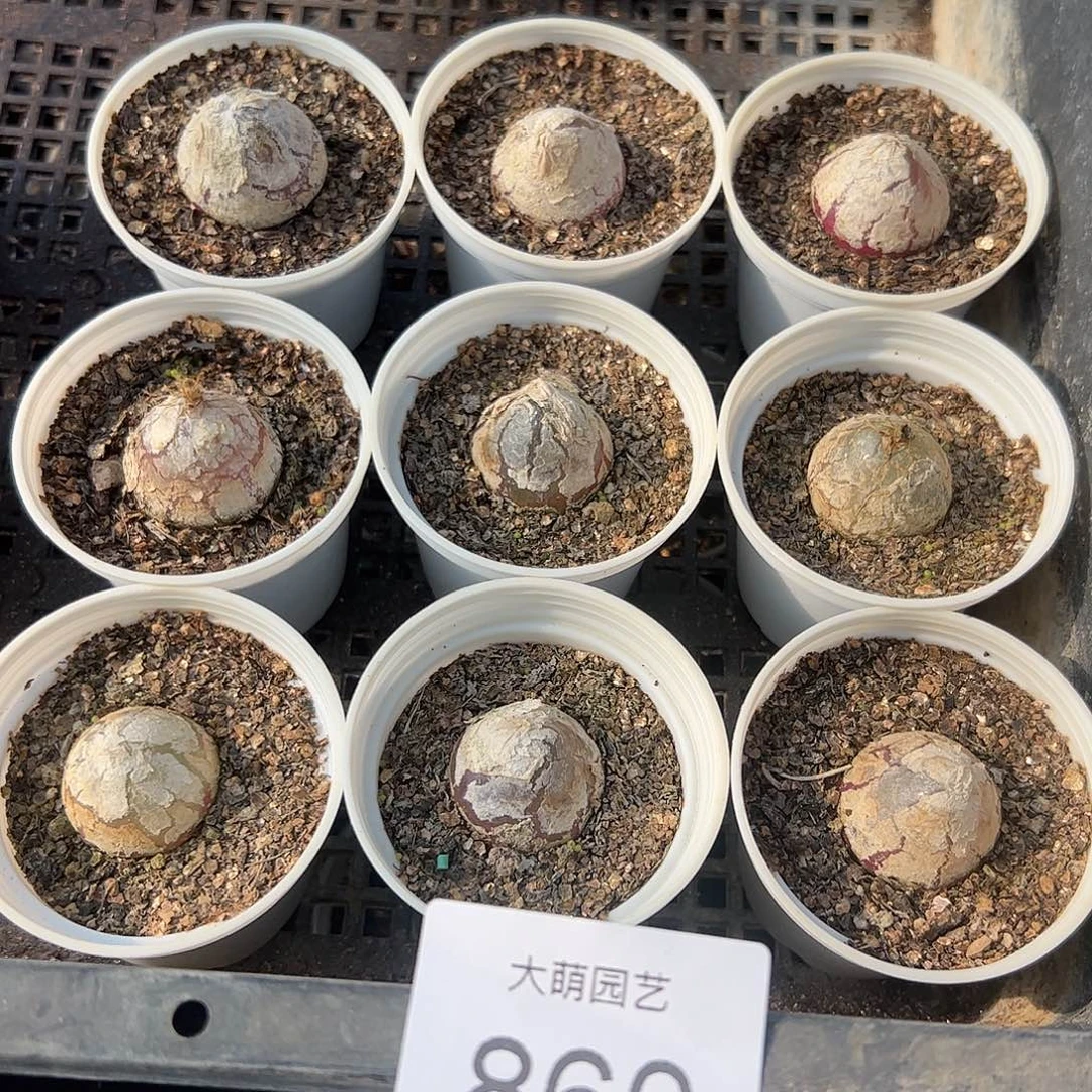 量拍以下3颗灯泡带盆土发。  860