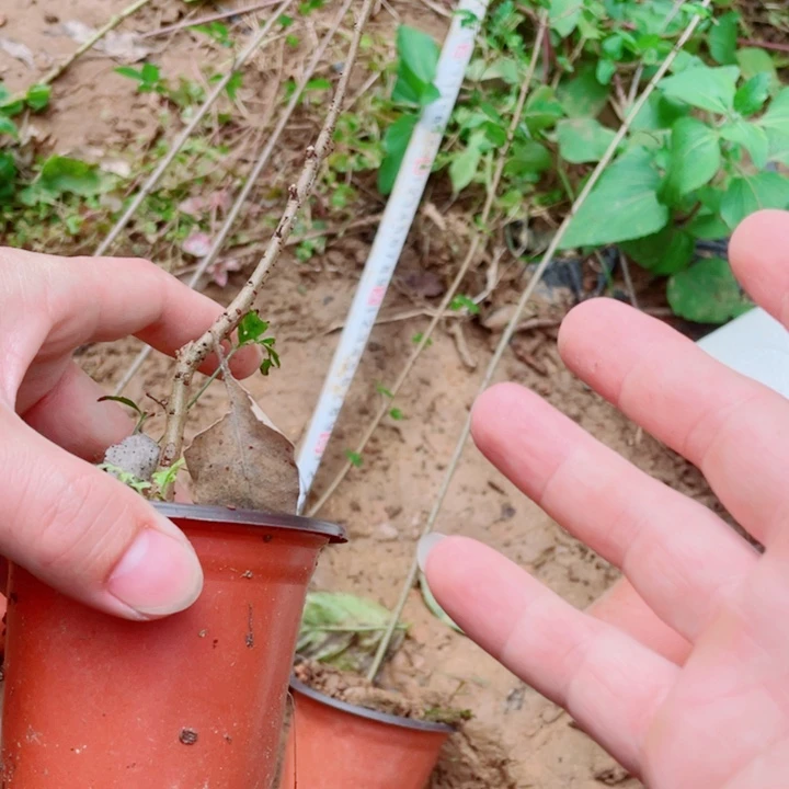 无花朵附图片来源