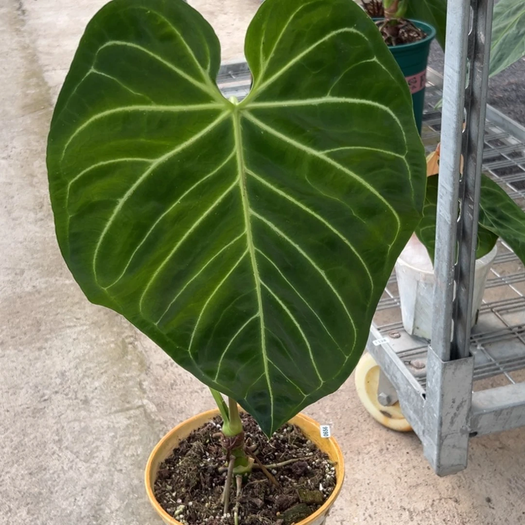 不开花植物帝王花烛