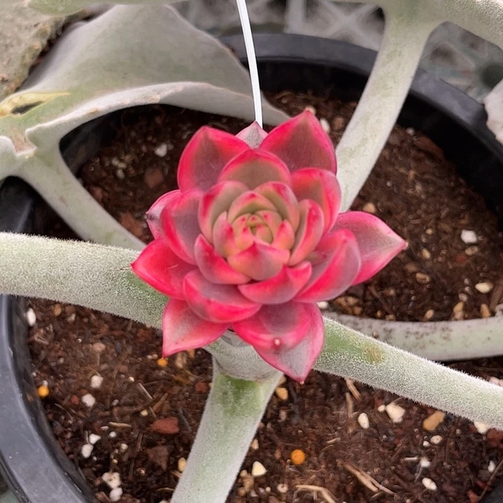 紫水晶锦一物一拍锦龙