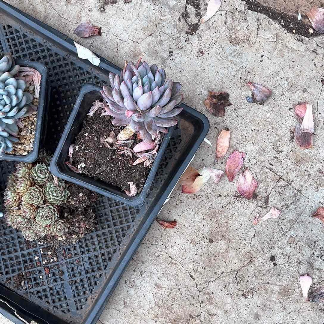 阳*多肉植物一物一拍