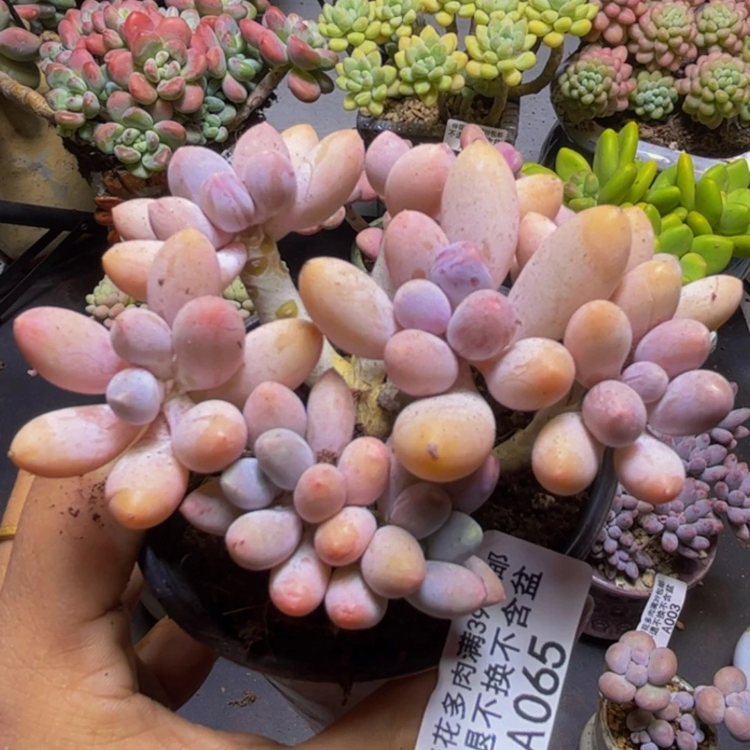 黄金手指奶酪065/9cm
