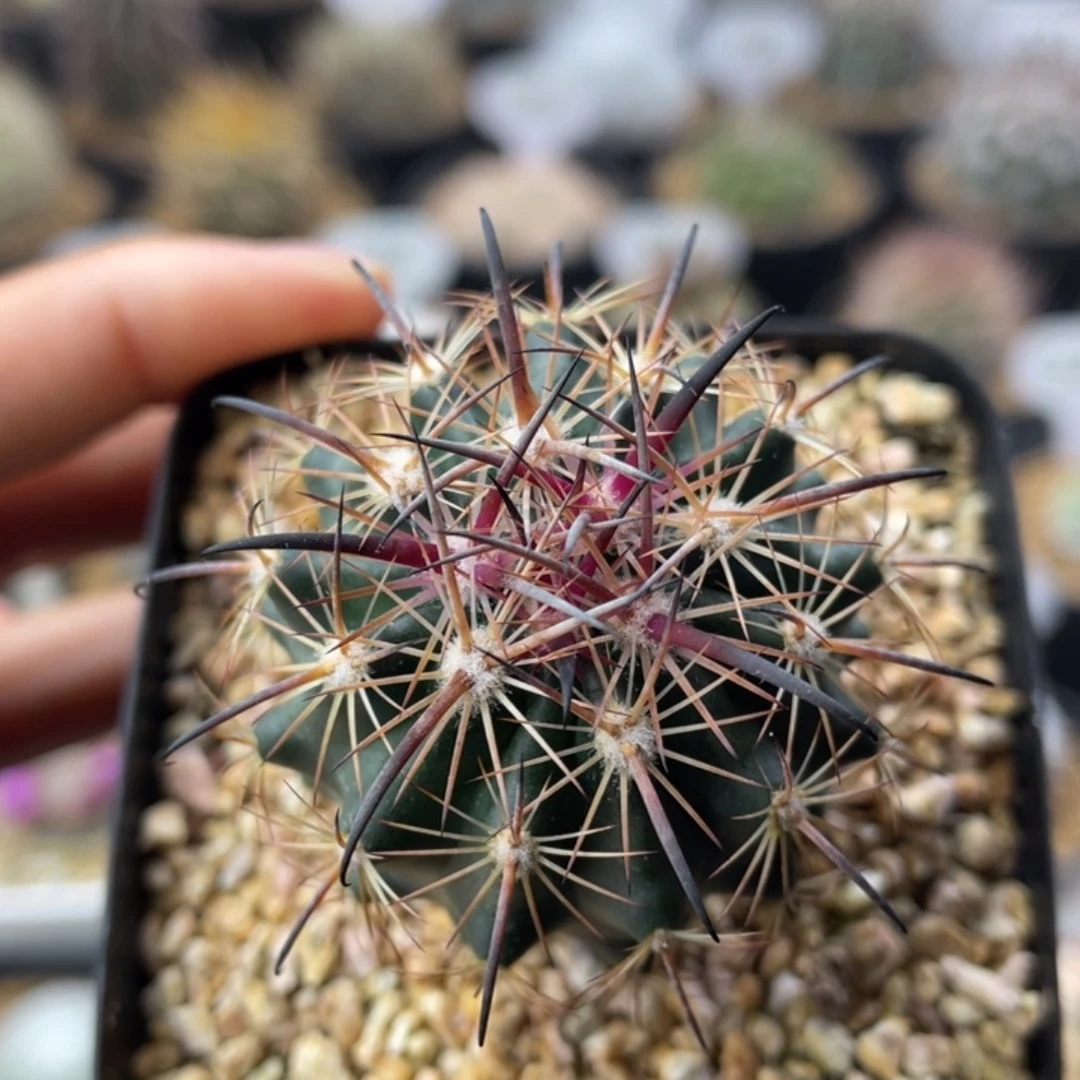 琥爪玉           实生根