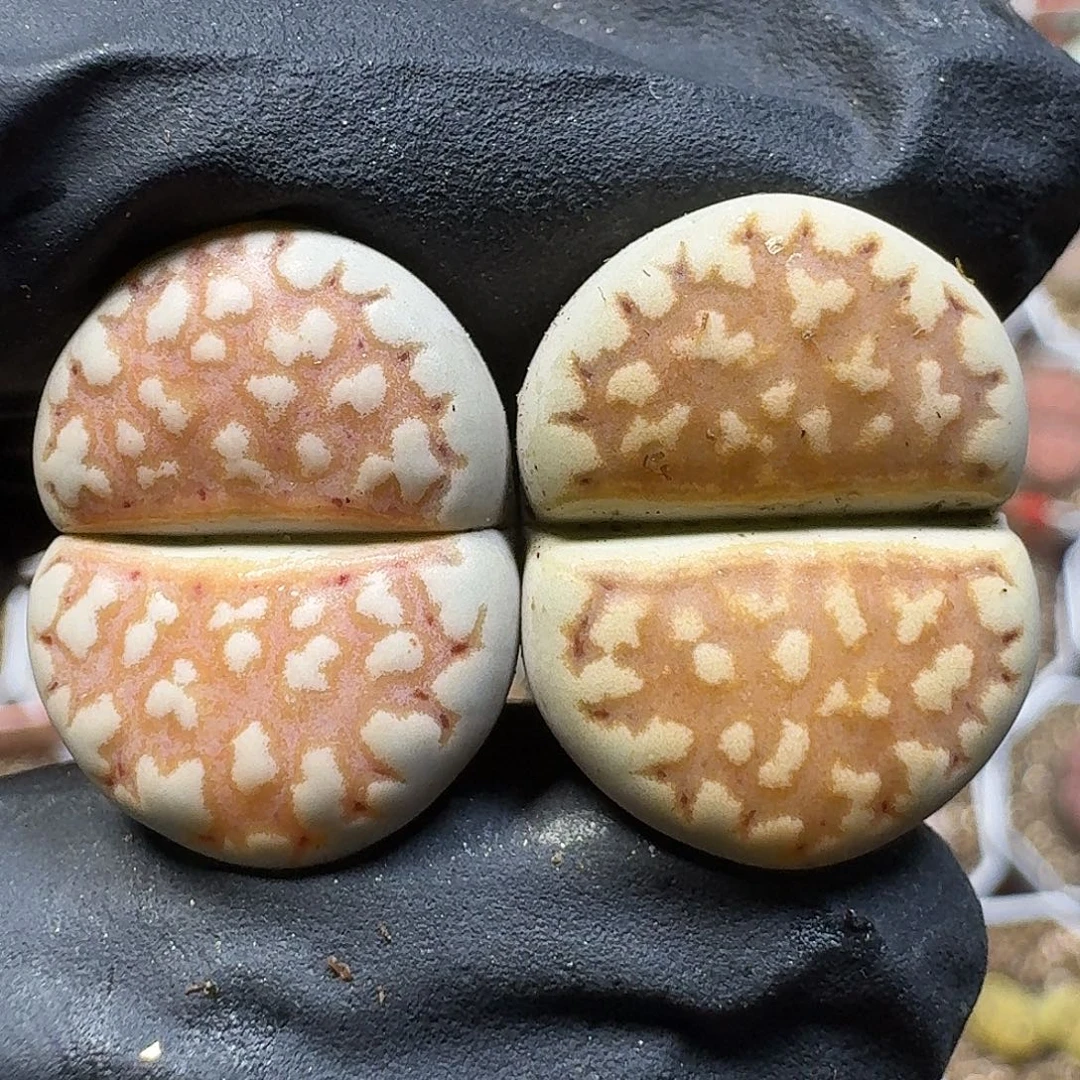 生石花1111111。  257