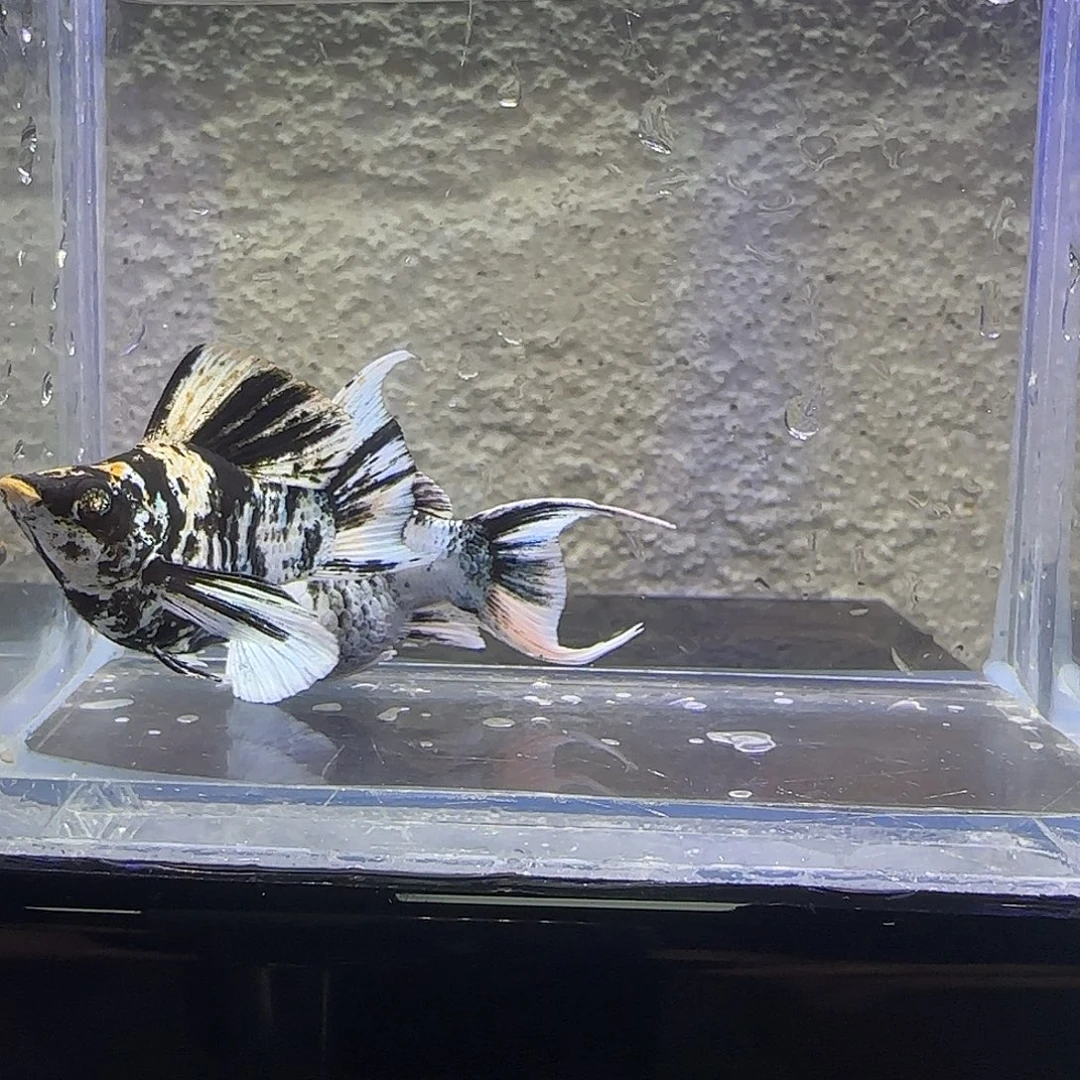 孔雀鱼红头玛丽。46号