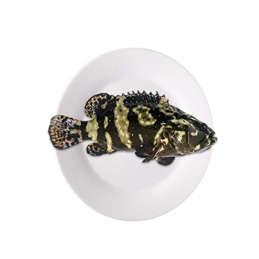 鲜活龙胆石斑鱼约650g炸鱼海鲜