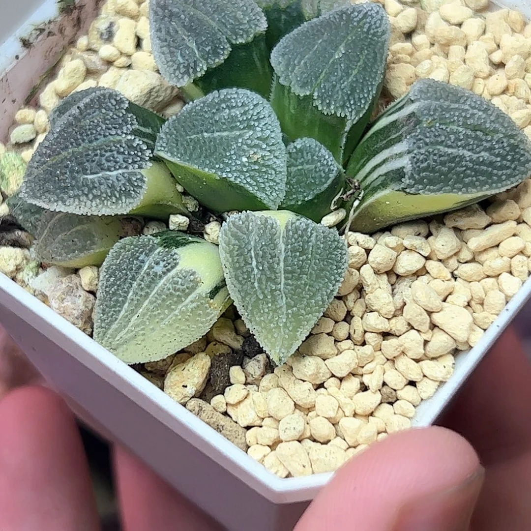 丸叶磨面锦十二卷多肉植物