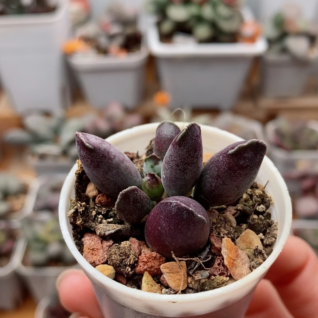 艺妓海豹水泡多肉植物