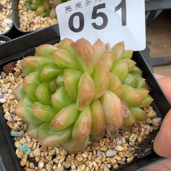绿体甜心  开播福利多肉植物