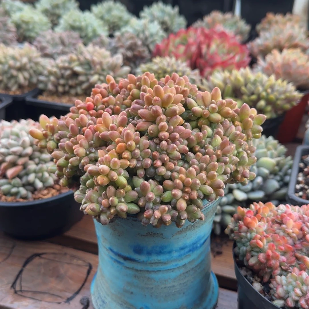 千代田缀化五十包邮