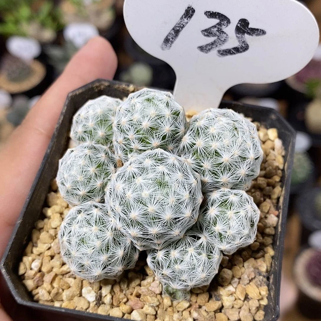 时*专拍135号姬春星