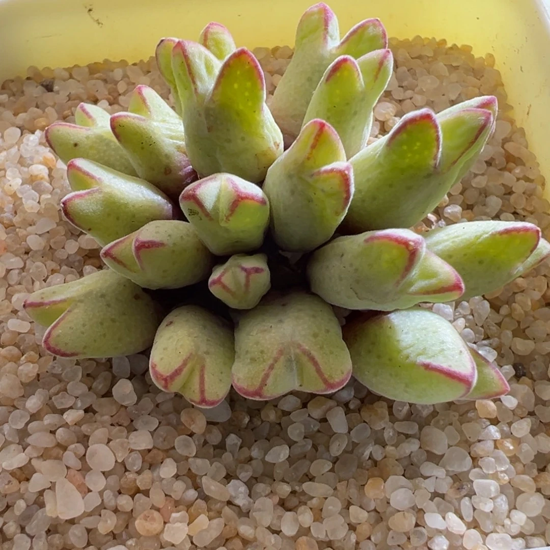 618优选园艺985猪蹄一群