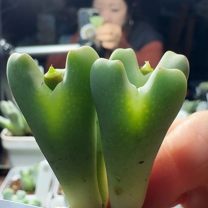 少将一物一拍多肉139