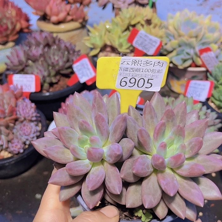 6905水晶球。
