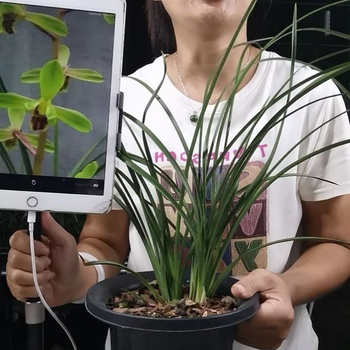 完全开放蕙兰长寿梅，1花苞