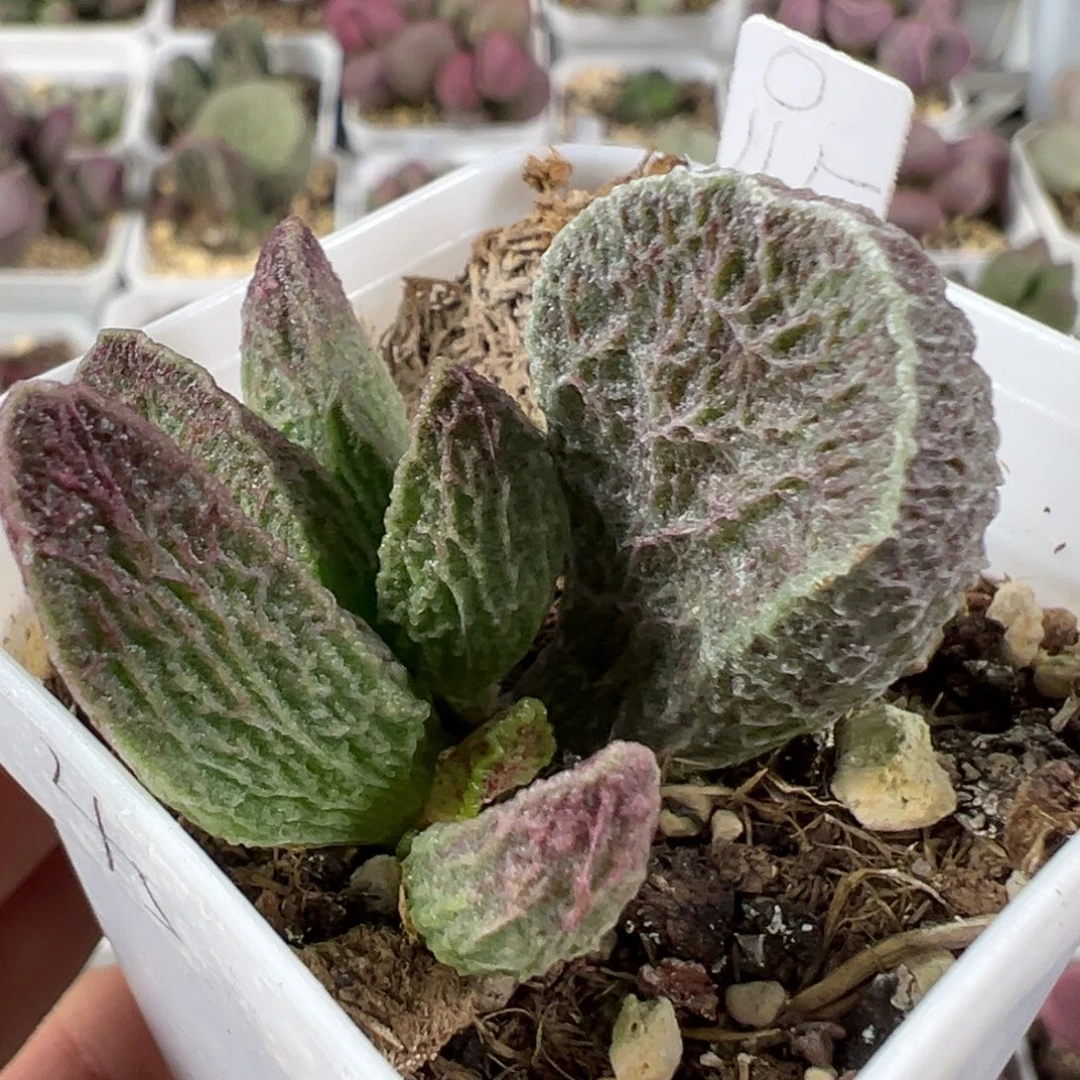 w纹路款实生新品多肉植物