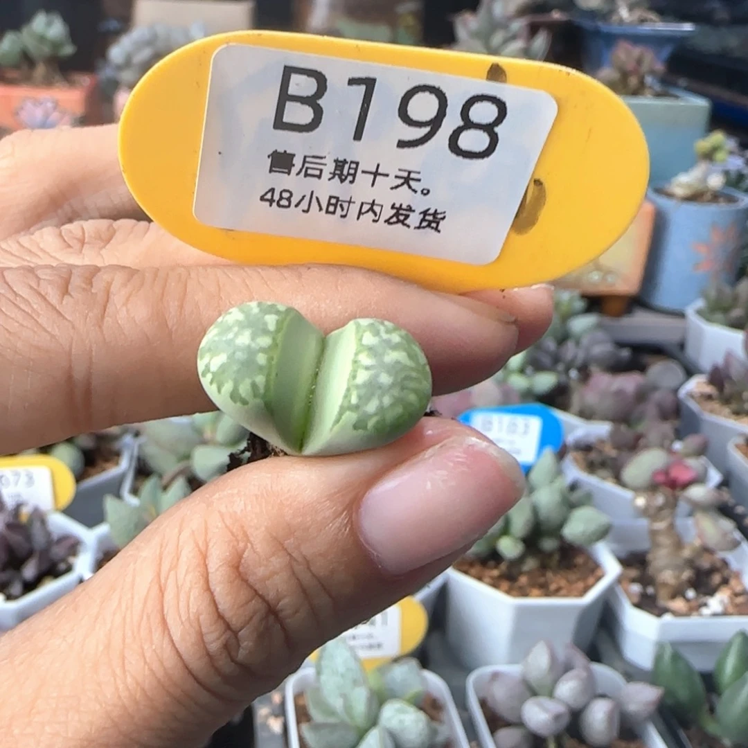 福利。   198。